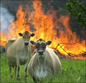 Angry cows and a burning field