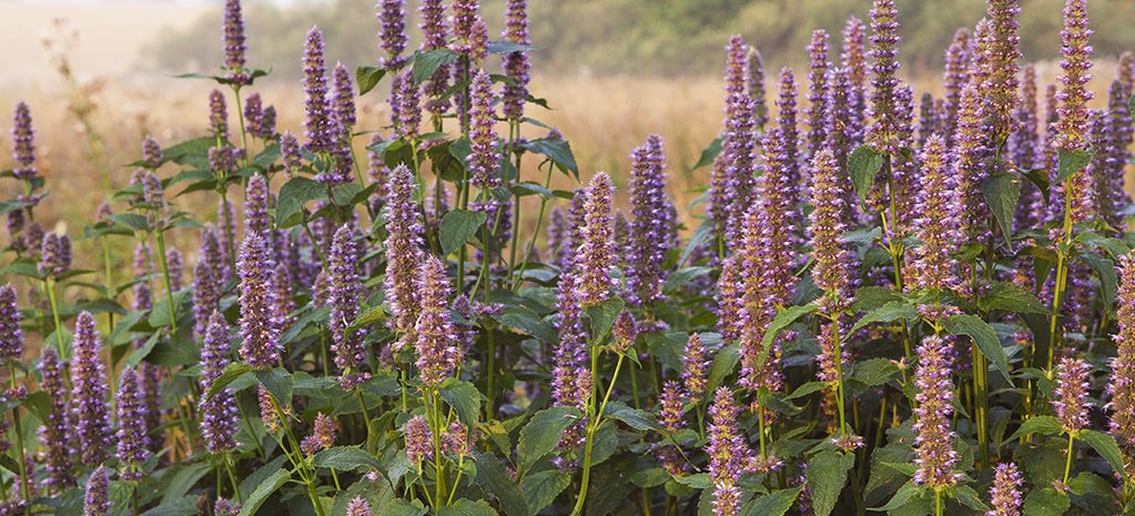 Hyssop blossoms in a field