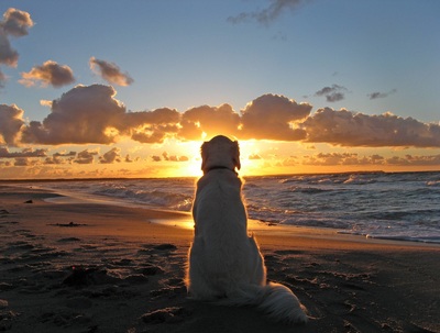 Dog in front of sunset at beach